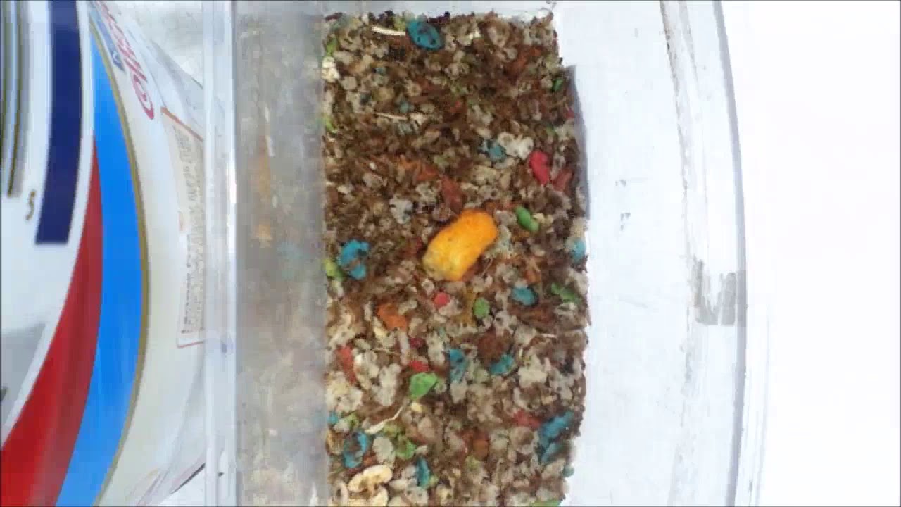 Dermestid Beetles Attagenus Unicolor 