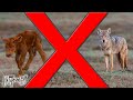 Coyotes and Calves DO NOT MIX