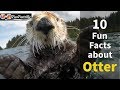 10 fun facts about otter