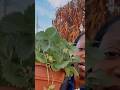 Strawberry plant