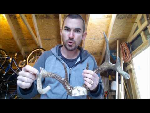 Broken Antler Repair Using Apoxie Sculpt