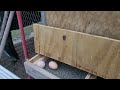 How Clean Did The Roll Away Box Keep The Eggs?