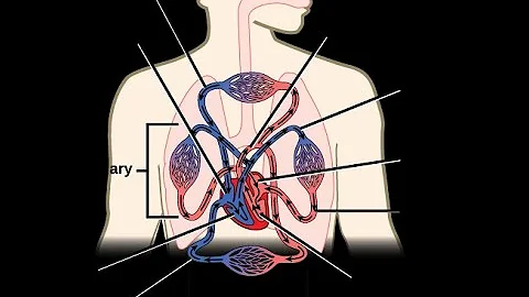 Organ System Presentation Michaela Walker