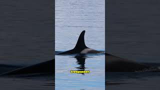 Tilikan The Killer Orca The Chilling Story Behind 3 Deaths