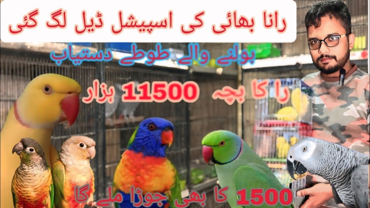 رانا بھائی کی سپیشل افر 1500 کا بریڈر جوڑا را کے بچے دستیاب #birds @Pakistanlahorepets #birds 🙂