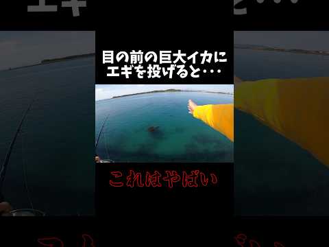 通りすがりの巨大イカにエギ投げてみた #エギング #釣り #春イカ #アオリイカ