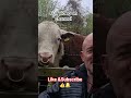 Https Youtu Be 3X0 70pdzaQ Si WTqyOMzj06vBs7l1 Coffeetime Bulls Funny Https Youtu Be 3X0 70pdzaQ Si WTqyOMzj06vBs7l1 Coffeetime Bulls Funny