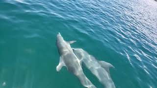 Dolphin Dance by Scarlet Colley Dolphinwhisper 309 views 3 years ago 27 seconds