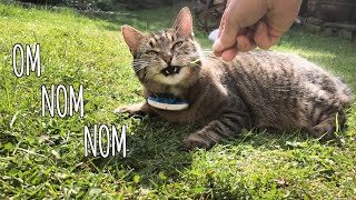 Cat eating grass [funny] i start feeding her and she can't stop