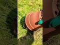 🌱 Popping some Ranunculus bulbs in a pot 🌱 #plantsngardens