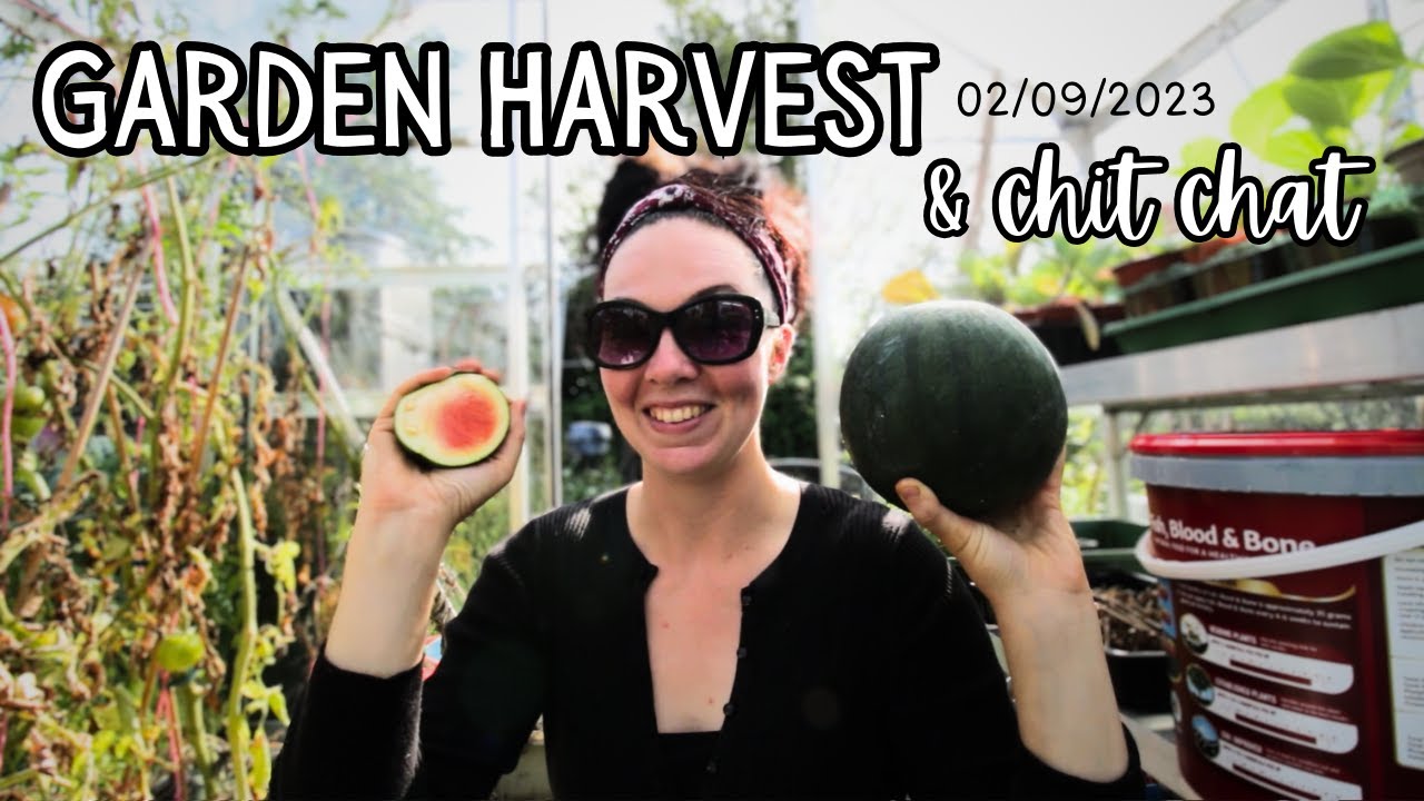 Early September harvest & garden chit chat / Gardening VLOG - YouTube
