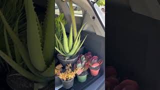 Toyota sienna full of succulents toyota sienna succulents vanlife landscaping