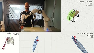 Real time force capacity polytope of the human operator and the collaborative robot
