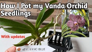 PHYTAMAX P6668 MEDIUM X SOWING VITRO EPIPHYTES ORCHIDS Phalenopsis Vanda seeds
