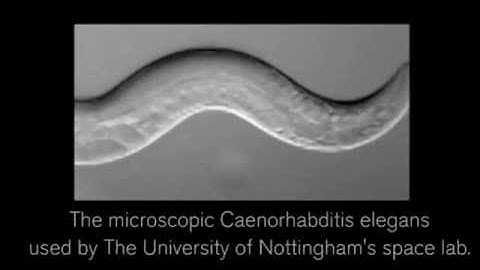 Spaceflight may extend the lifespan of microscopic worm