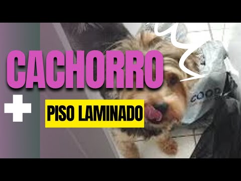 Vídeo: Como cortar seu Shih Tzu