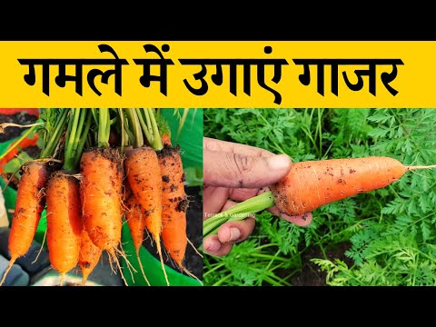 वीडियो: चंदन गाजर। किस्म का विवरण। घर पर गाजर उगाना
