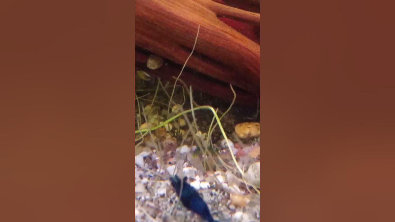 langer weißer Wurm Aquarium YouTube