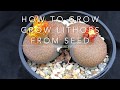 How to Grow Lithops from Seed - How and When to Plant Lithops seeds.(includes other Mesembs)