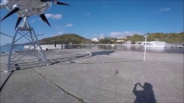 Flapping flight in Shodoshima
