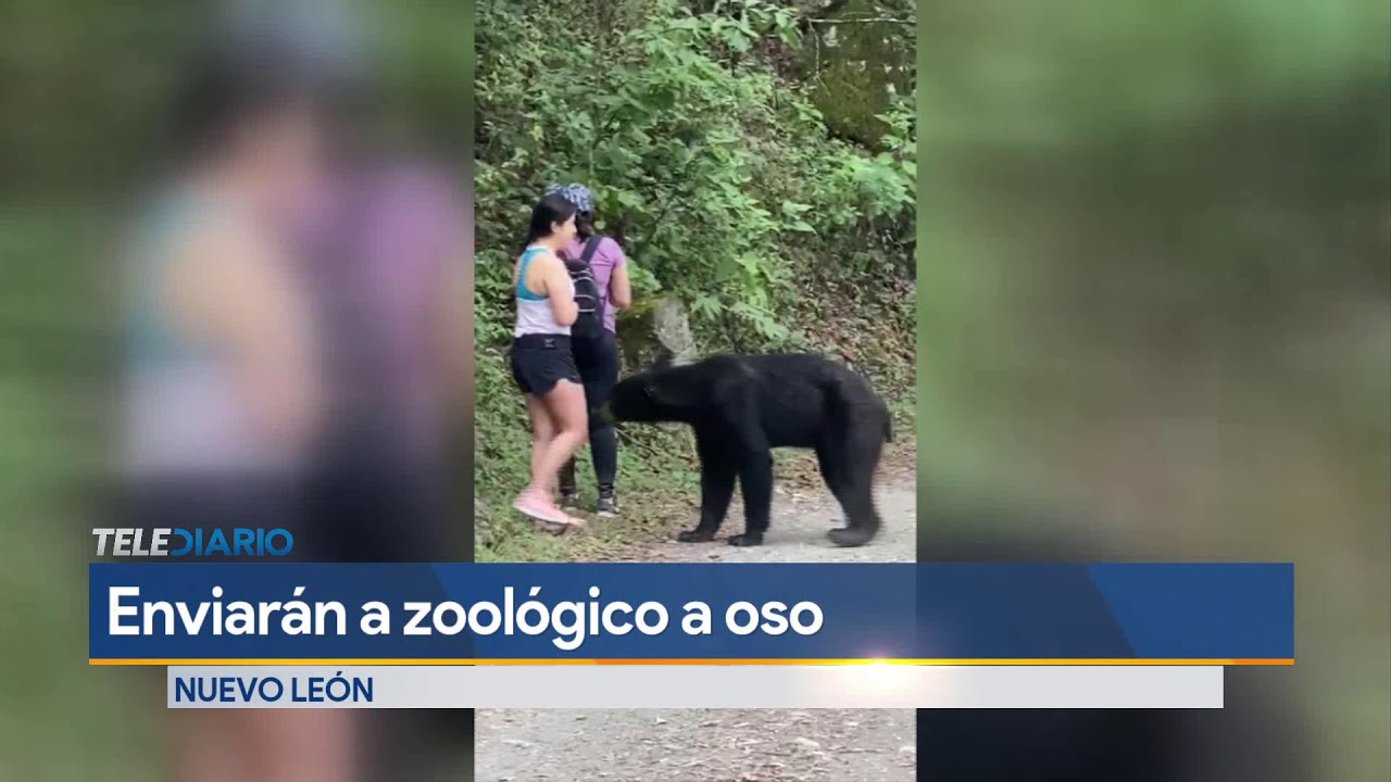 Oso que tuvo encuentro con mujer en Chipinque será enviado a zoológico