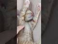 🥠Shortsfeed Kitten Furry Adorablepets Petvi Deos CuteAnimals Petviralvideos 2025 Relaxingmusic 🥠Shortsfeed Kitten Furry Adorablepets Petvi Deos CuteAnimals Petviralvideos 2025 Relaxingmusic