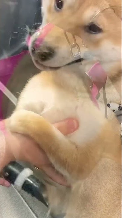 Calmest Shiba Inu Ever Blowout And Nail Trim No Shiba Scream shorts calmest-shiba-inu-ever-blowout-and-nail-trim-no-shiba-scream-shorts