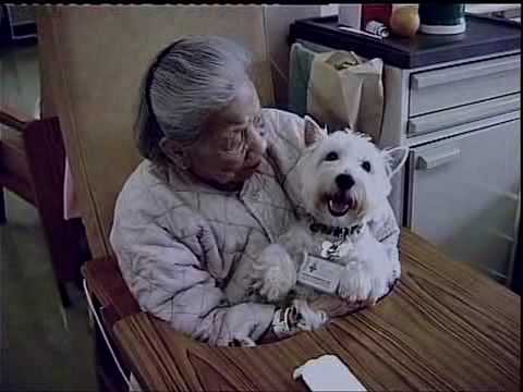 Animals Asia - Dr.Hund-Programm