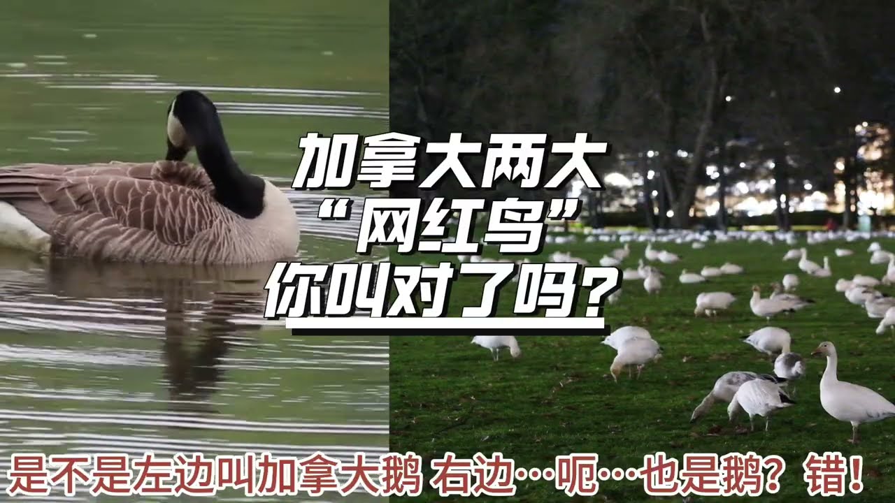 加拿大鹅与雪雁，你叫对了吗？