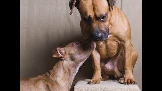 2 Adorables Pitbulls