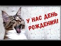 Котятам исполнился год! Праздничный выпуск.