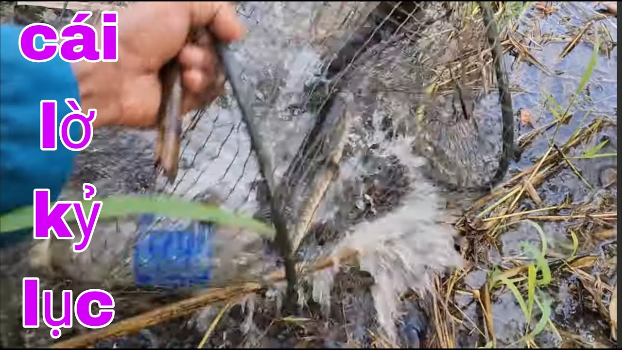 Thăm Lờ Cá Lóc Mùa Nước Lũ Về Dỡ Lờ Lên Là Sướng Tay Liền # SĂN BẮT ĐỒNG THÁP #