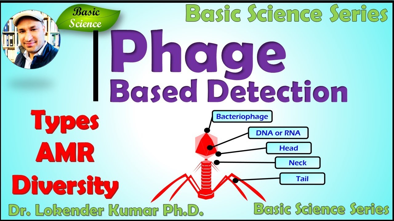 Bacteriophage based bacterial detection | Phage | Phage Detection ...