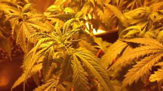 super lemon haze clones