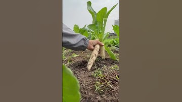 Củ cải trắng - Rạng Đông seeds  #hatgiongrangdong #rangdongseeds