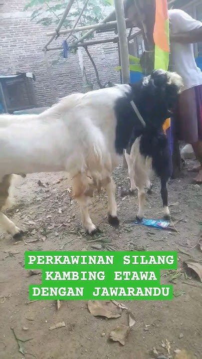 perkawinan silang kambing etawa dengan kambing jawarandu #shortvideo # ...