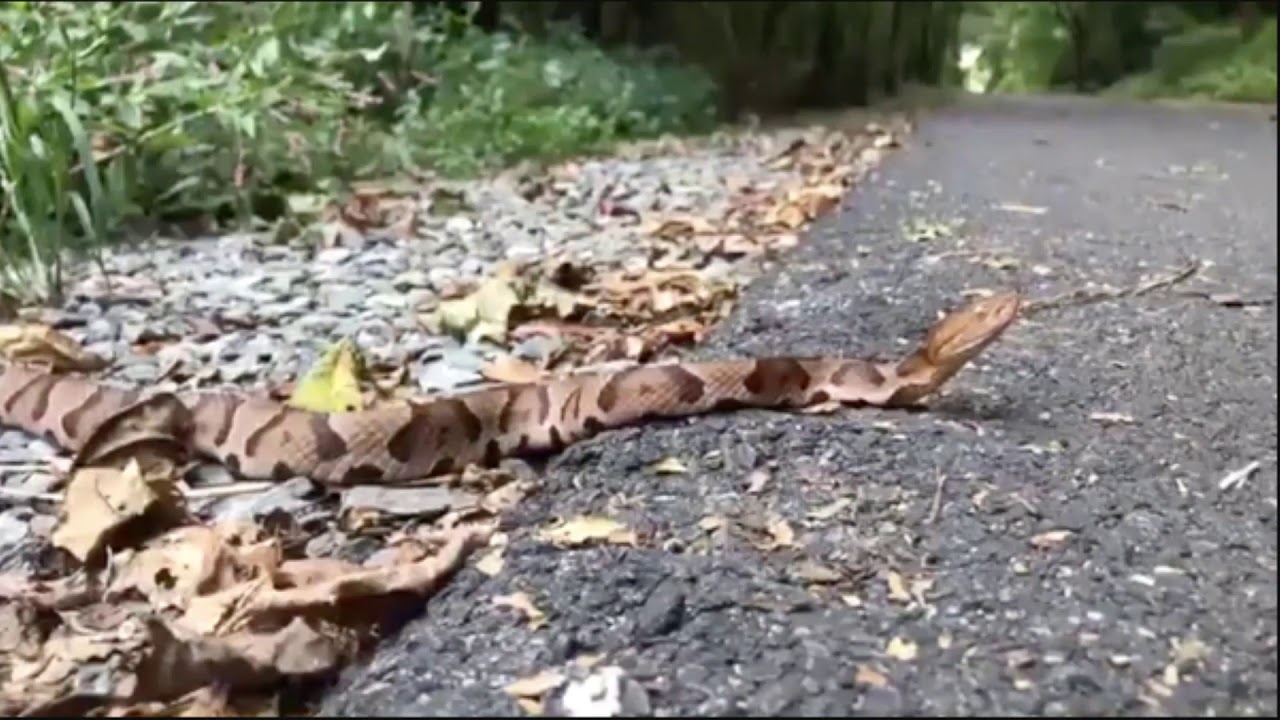 Video shows pair of venomous snakes mating on Lancaster County bike trail