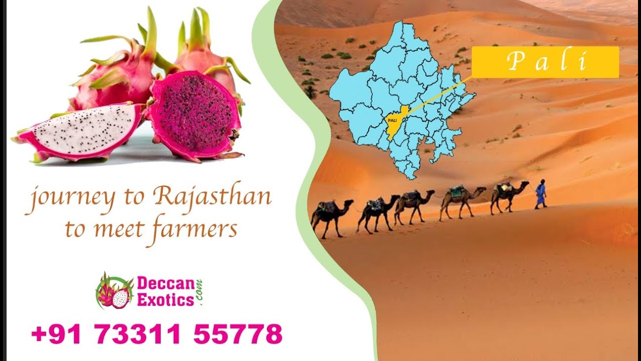 Journey to Rajasthan to Meet Dragon Fruit Farmers 7331155778