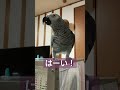 「ピンポーン」人も鳥も同じ条件反射😆#shorts #ヨウム #100日チャレンジ