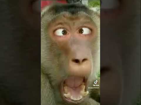 ciluk ba monyet