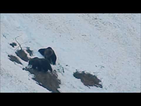 Mamma orsa e cucciolo giocano sulla neve sopra Molveno