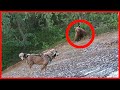 Bear Attack Sweden Lapland