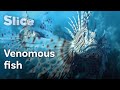 The Threatening Lionfish | SLICE