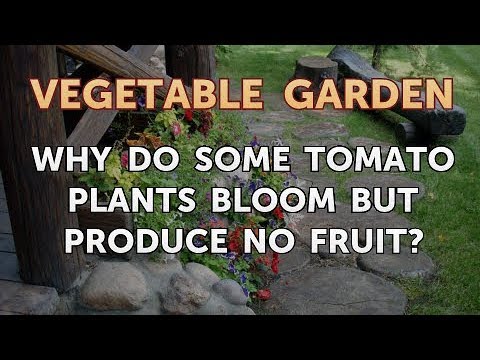 Why do Some Tomato Plants Bloom But Produce No Fruit?