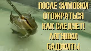 Что баджиты делают после зимовки? Едят! Что баджиты делают после зимовки? Едят!