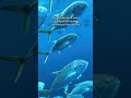 #shorts POV freediving surrounded by a school of fish in the ocean