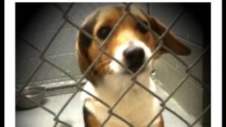 Operation Freedom Ride from Wise Co Va Animal Shelter