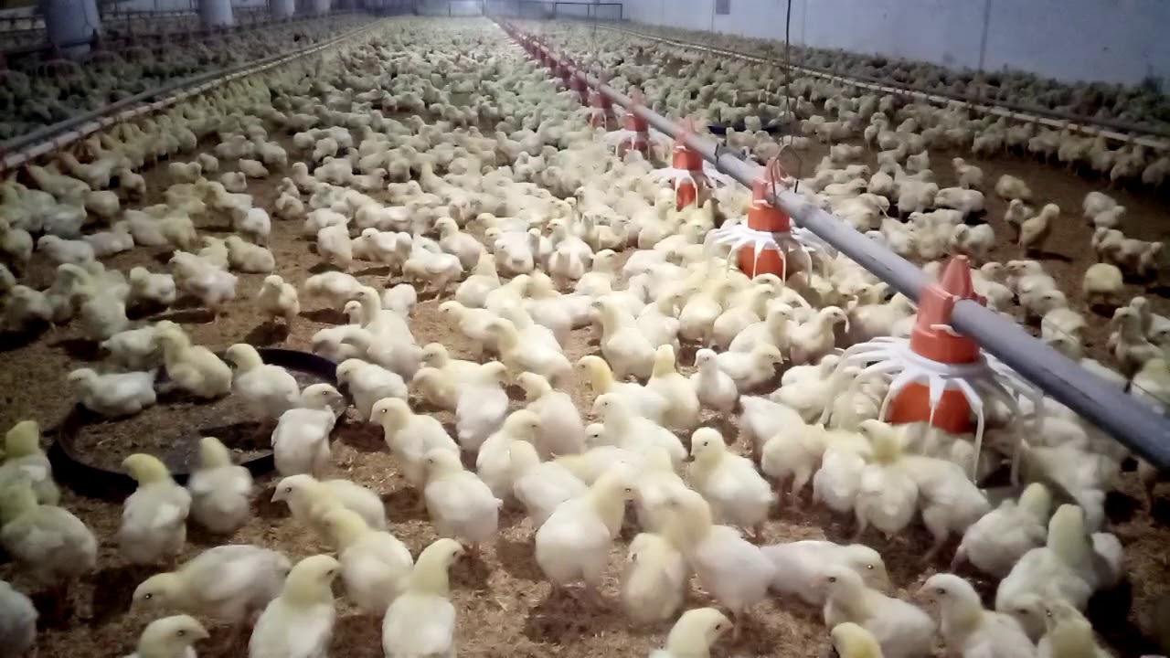 Broiler first week report PPS Poultry complete report YouTube