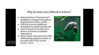 Should You Swim With the Manatees in Crystal River?