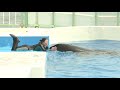 ◆鴨川シーワールド　おまけ　イチャイチャ女子トーク？（2019．05．12） ◆
